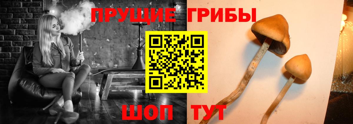 Звенигород  Галлюциногенные грибы Cubensis  Вход с VPN  Галлюциногенные грибы Psilocybine cubensis 